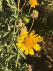 Verbesina encelioides