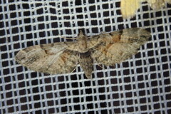 Eupithecia sinuosaria