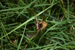 Eupolyphaga sinensis