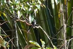 Rhipidura albolimbata