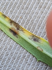 Ascochyta doronici