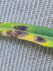 Ascochyta doronici