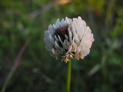 Trifolium montanum