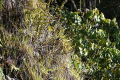 Rhipidura albolimbata