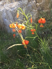 Lilium pomponium
