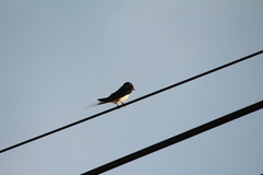 Hirundo rustica