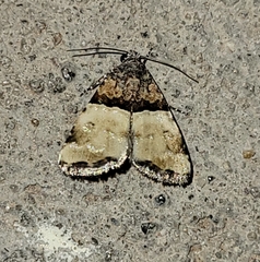 Cobubatha dividua
