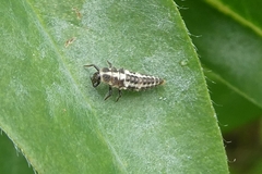 Coccinula quatuordecimpustulata