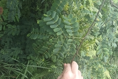 Albizia corniculata