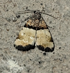 Cobubatha dividua