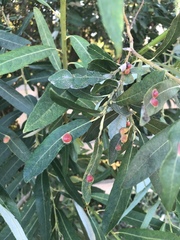 Euura californica