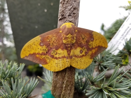 Imperial moth