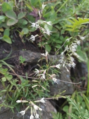 Silene foliosa