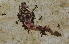 Tetramorium tsushimae