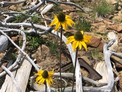 Rudbeckia glaucescens