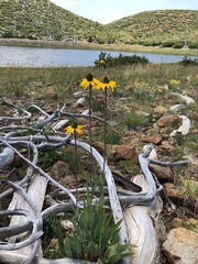 Rudbeckia glaucescens