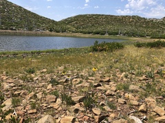 Rudbeckia glaucescens