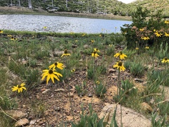 Rudbeckia glaucescens