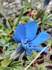 Gentiana verna