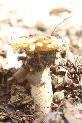 Itajahya galericulata