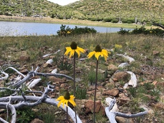 Rudbeckia glaucescens