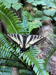 Papilio eurymedon