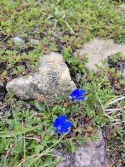 Gentiana verna
