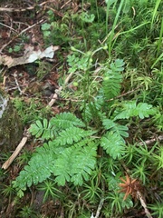 岸本年郎, CC BY, iNaturalist via GBIF Pteridophyllum racemosum, photograph 岸本年郎, CC BY, iNaturalist via GBIF