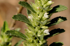 Leucas neuflizeana