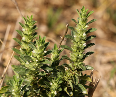 Leucas neuflizeana