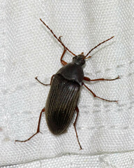 Androchirus erythropus