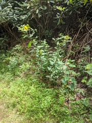 Helianthus resinosus