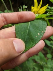 Helianthus resinosus