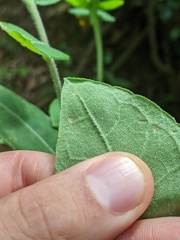 Helianthus resinosus
