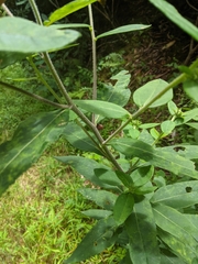 Helianthus resinosus