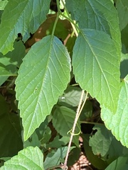 Viburnum setigerum