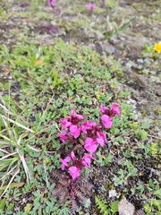 Pedicularis nordmanniana
