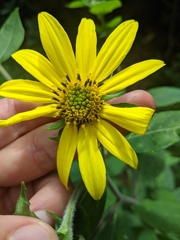 Helianthus resinosus