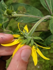 Helianthus resinosus