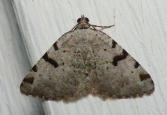 Macaria subcessaria