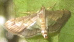 Cnaphalocrocis trebiusalis