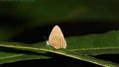 Simiskina pharyge
