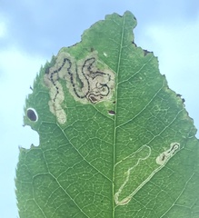Stigmella slingerlandella