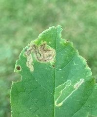 Stigmella slingerlandella