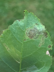 Stigmella slingerlandella