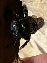 Xylocopa micans