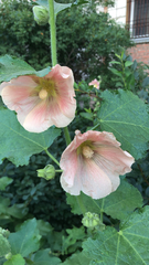 Alcea rosea