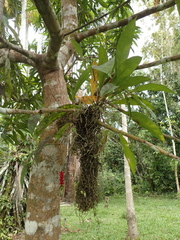 Anthurium gracile