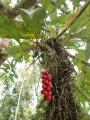 Anthurium gracile