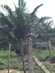 Dendrocygna autumnalis